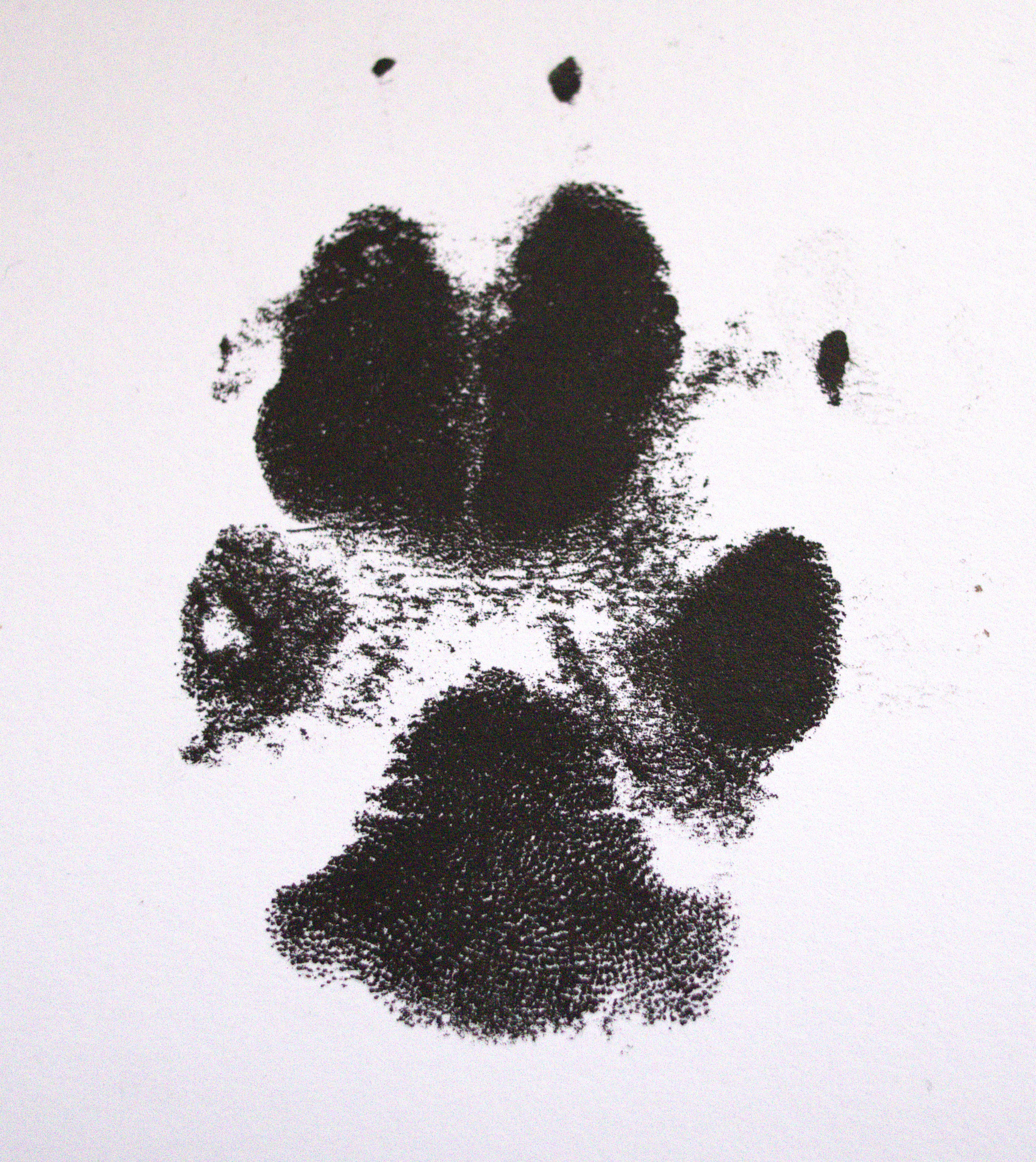 Paw Print